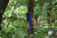 Lamprotornis caudatus