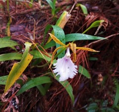 Rhynchostele stellata
