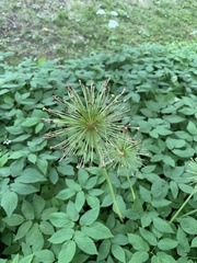 Aralia hispida