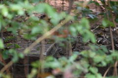 Heliosciurus gambianus