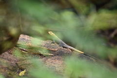 Agama agama