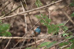 Uraeginthus bengalus