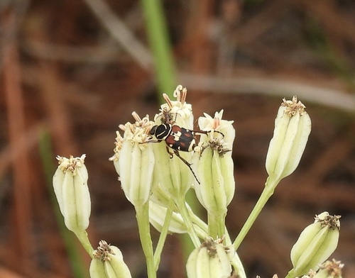 Scrub palmetto flower scarab