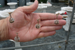 Mastophora cornigera