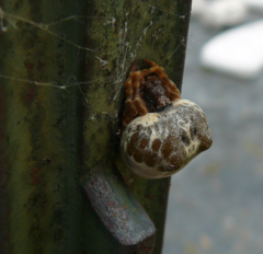 Mastophora cornigera