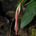 Anthurium longistipitatum Croat
