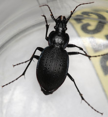 Carabus goryi