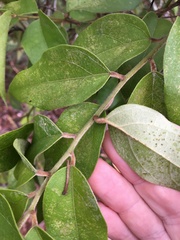 Elaeagnus triflora