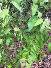 Elaeagnus triflora