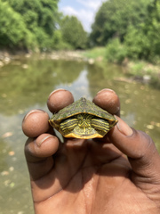 Trachemys scripta elegans