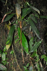 Anthurium longistipitatum