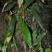 Anthurium longistipitatum Croat 2