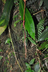 Anthurium longistipitatum