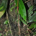 Anthurium longistipitatum Croat 3