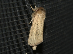 Bathytricha truncata