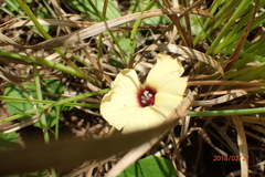 Hewittia malabarica
