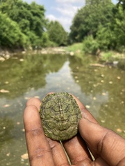 Trachemys scripta elegans