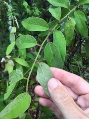 Elaeagnus triflora