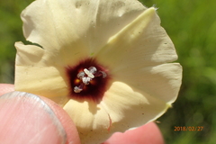 Hewittia malabarica