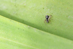 Heliophanus pistaciae