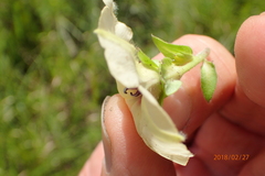 Hewittia malabarica