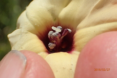 Hewittia malabarica
