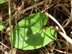 Hewittia malabarica
