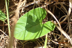 Hewittia malabarica