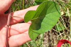 Hewittia malabarica