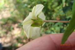 Hewittia malabarica