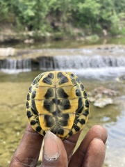 Trachemys scripta elegans