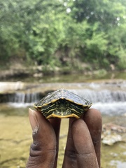 Trachemys scripta elegans
