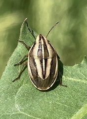 Aelia americana