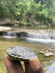 Trachemys scripta elegans