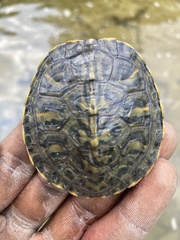 Trachemys scripta elegans