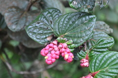 Cavendishia axillaris