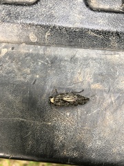 Texania campestris
