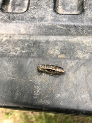 Texania campestris