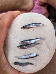 Sardina pilchardus