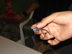 Rhionaeschna jalapensis