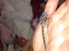 Rhionaeschna jalapensis