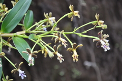 Epidendrum exasperatum