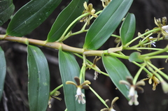Epidendrum exasperatum
