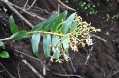 Epidendrum exasperatum