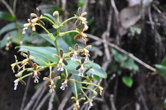 Epidendrum exasperatum