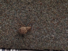 Myosides seriehispidus