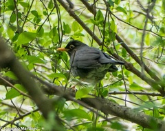 Turdus nigriceps