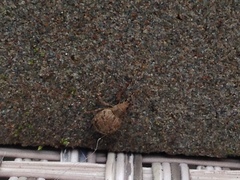 Myosides seriehispidus