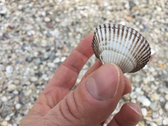 Anadara inaequivalvis