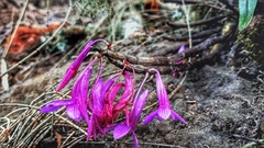 Dendrobium hasseltii